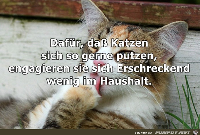 Katzen Katzen