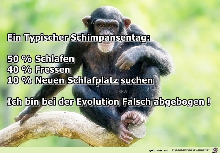 Schimpansentag Schimpansentag