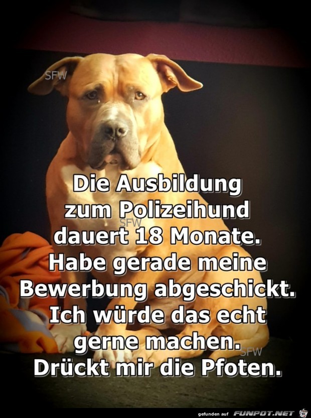 Ausbildung zum Polizeihund Ausbildung zum Polizeihund