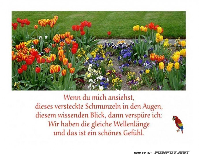 Wenn du mich ansiehst Wenn du mich ansiehst