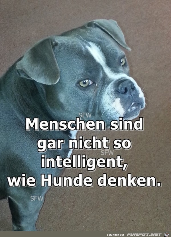 Hunde denken