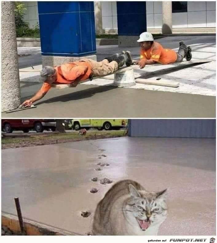 Freche Katze Freche Katze