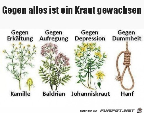 Ein Kraut Ein Kraut