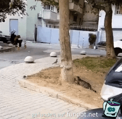 Katzen-Attacke Katzen-Attacke