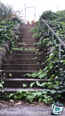 Im Gleichschritt die Treppe runter