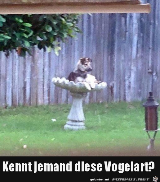 Komischer Vogel