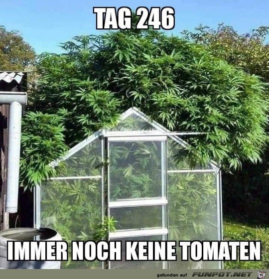 Keine Tomaten