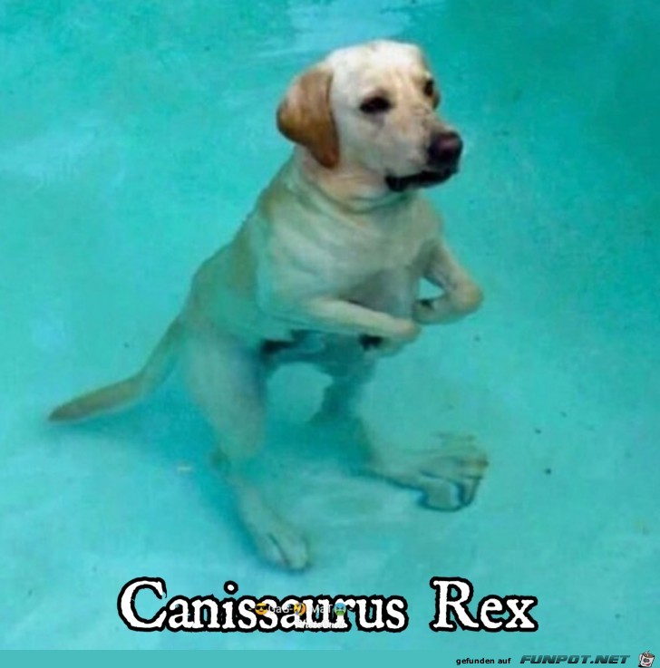 Canissaurus Rex