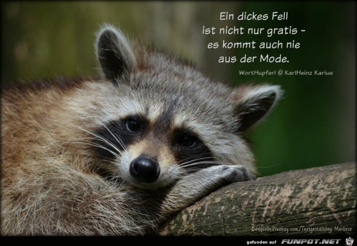 Ein dickes Fell Ein dickes Fell
