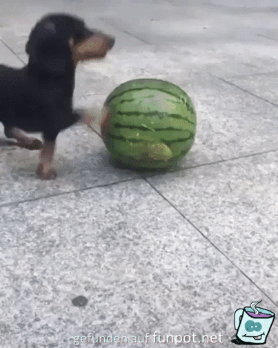 Dackel auf Melone