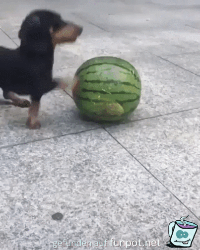 Dackel auf Melone Dackel auf Melone