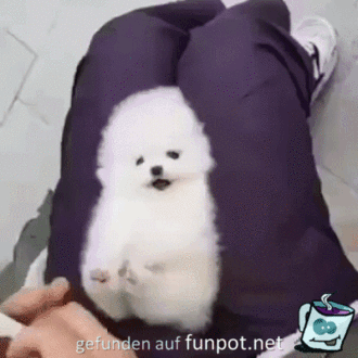Ist der knuffig Ist der knuffig