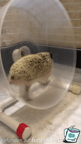 Igel macht Sport Igel macht Sport