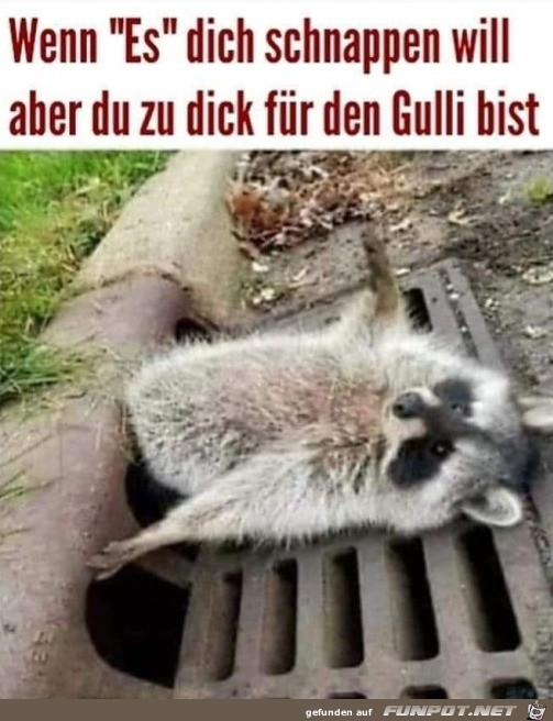 Zu dick Zu dick