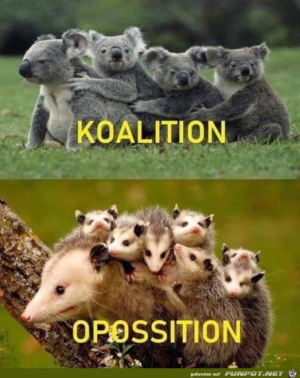 Lustiger Vergleich Lustiger Vergleich