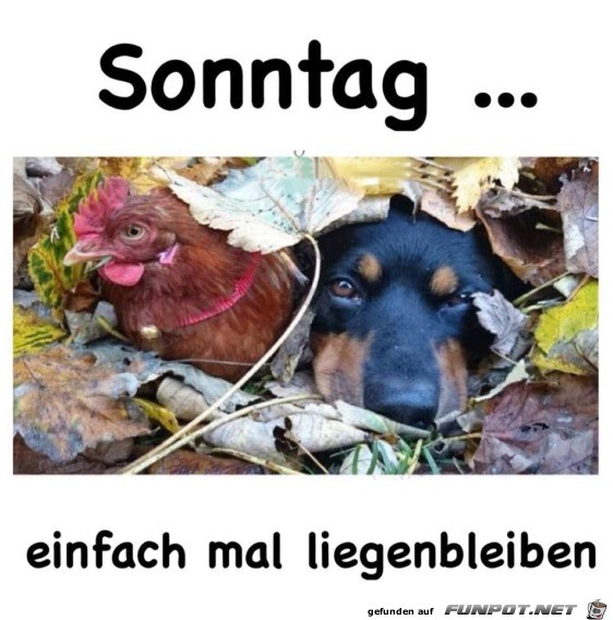 Sonntag