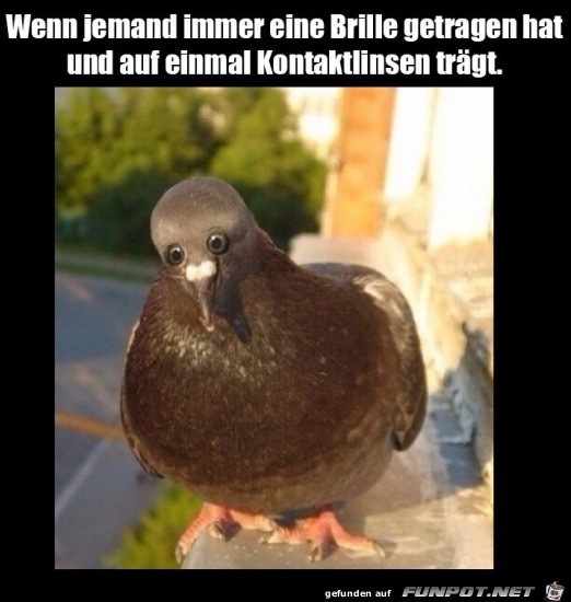 Große Augen Große Augen