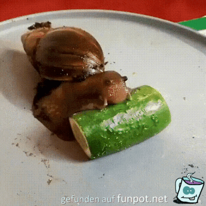 Hungrige Schnecke Hungrige Schnecke