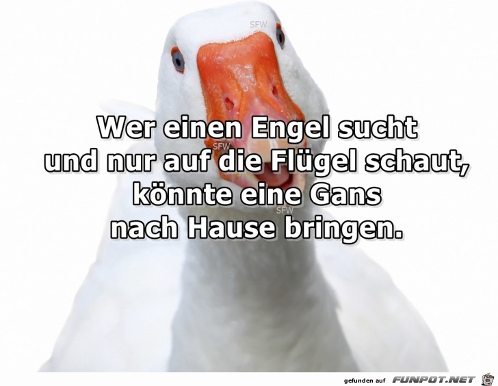 Wer einen Engel sucht Wer einen Engel sucht
