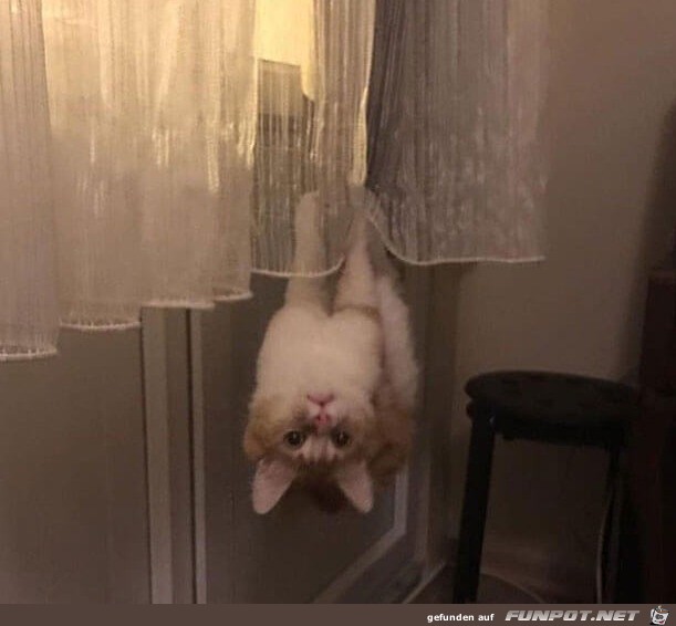 Guckt mal Guckt mal