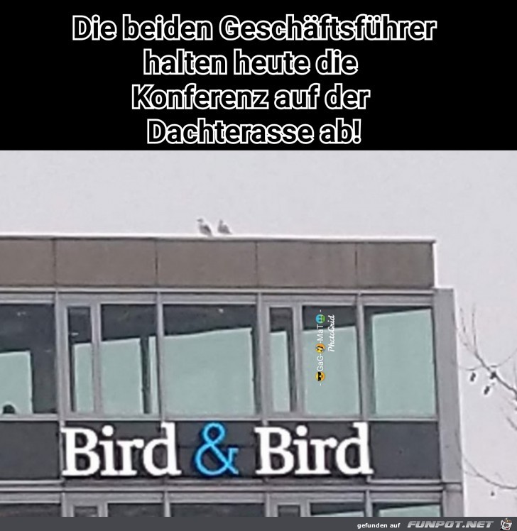 Bird BirdVogel