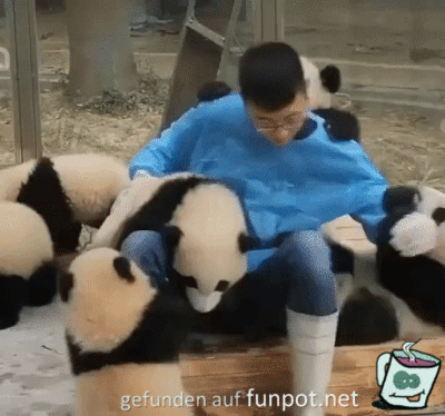Ziemlich viele Pandas