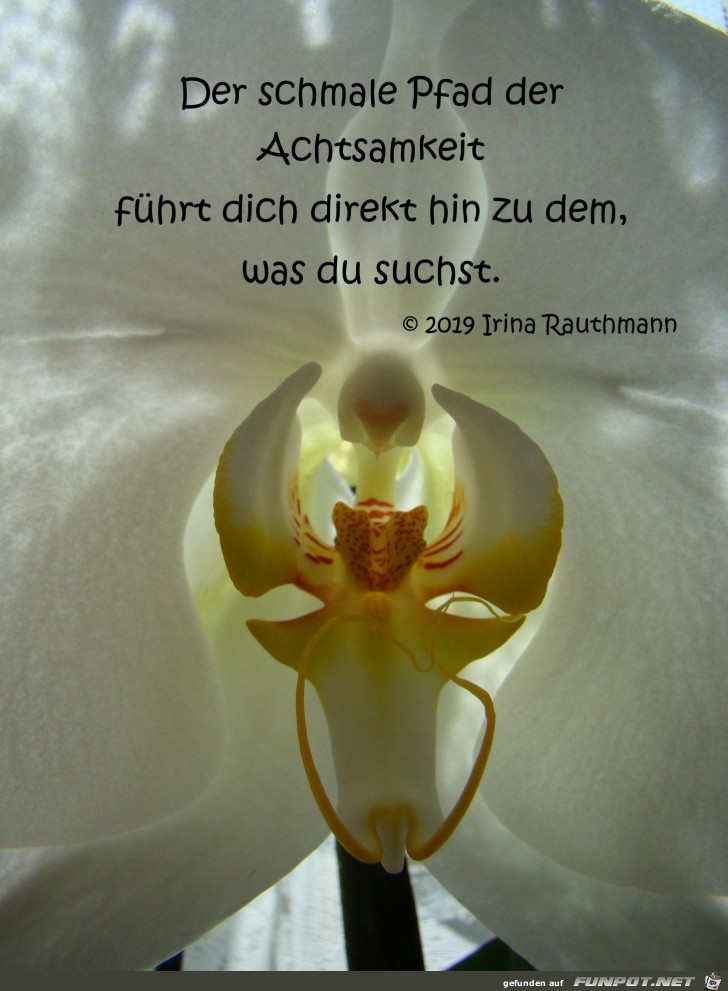 der schmale pfad der schmale pfad