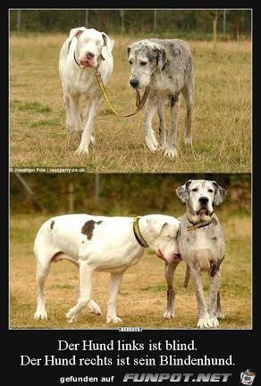 Blindenhund Blindenhund