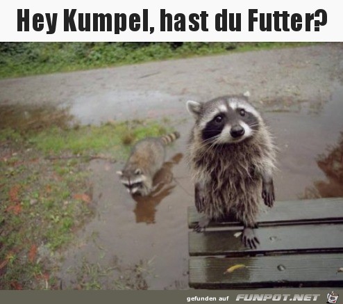 Hast du Futter Hast du Futter