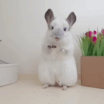 Wie knuffig Wie knuffig
