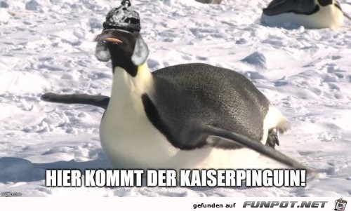 Lustiger Pinguin Lustiger Pinguin