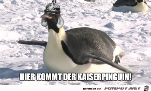 Lustiger Pinguin