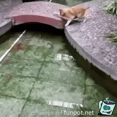 Wie komme ich an die Fische ran Wie komme ich an die Fische ran