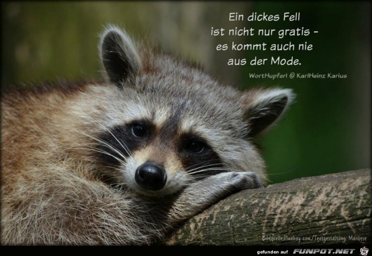 ein dickes fell ein dickes fell