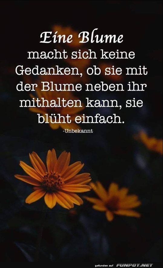 10 sch�ne Spr�che und Lebensweisheiten aus...
