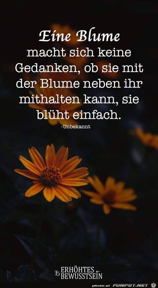 eine Blume eine Blume