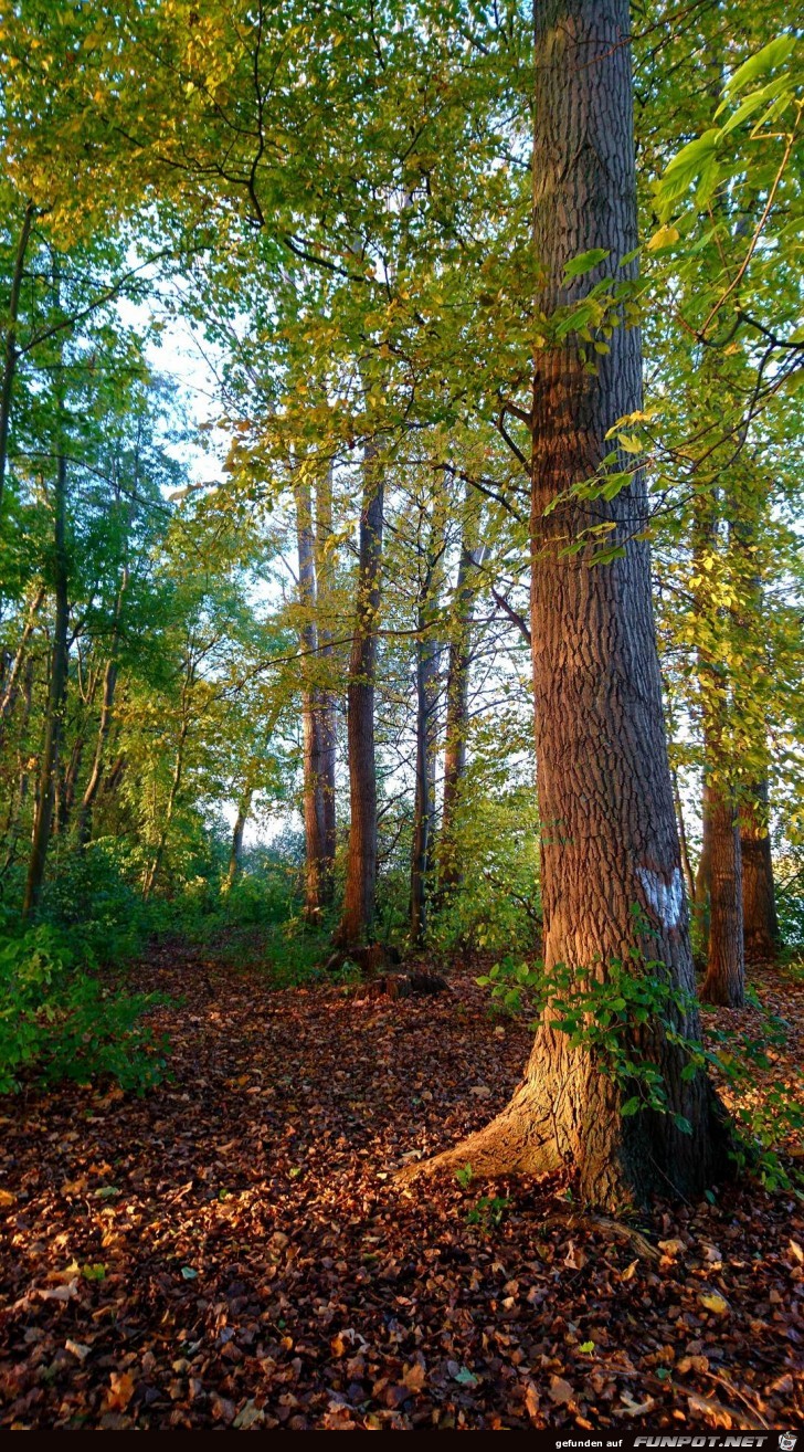 Herbst im Wald