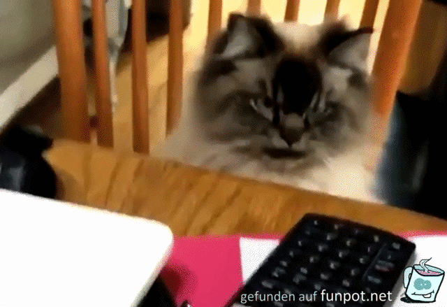 Wenn Blicke töten könnten Wenn Blicke töten könnten