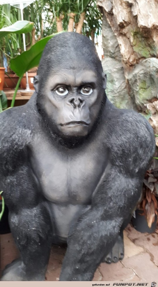 Gorilla Gorilla