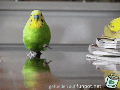 Kommeeee Kommeeee