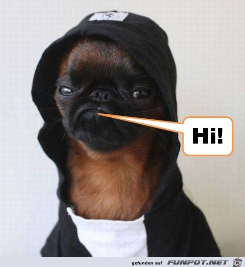 Hi Hi