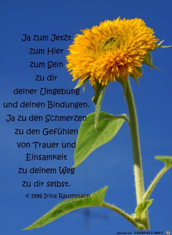 ja zum Jetzt ja zum Jetzt