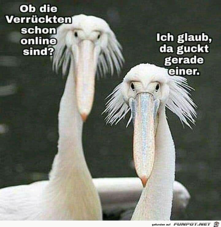 Sind die Verrückten schon online Sind die Verrückten schon online