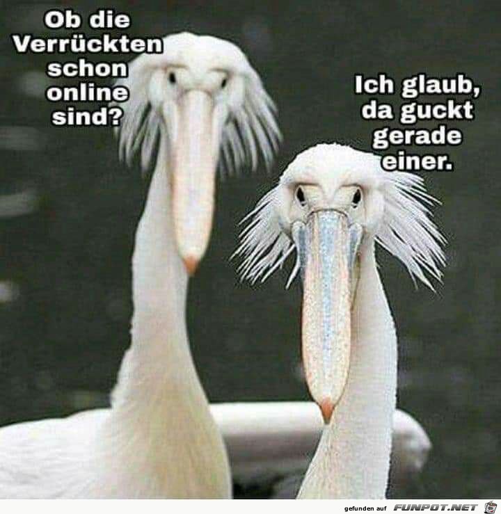 Sind die Verrckten schon online