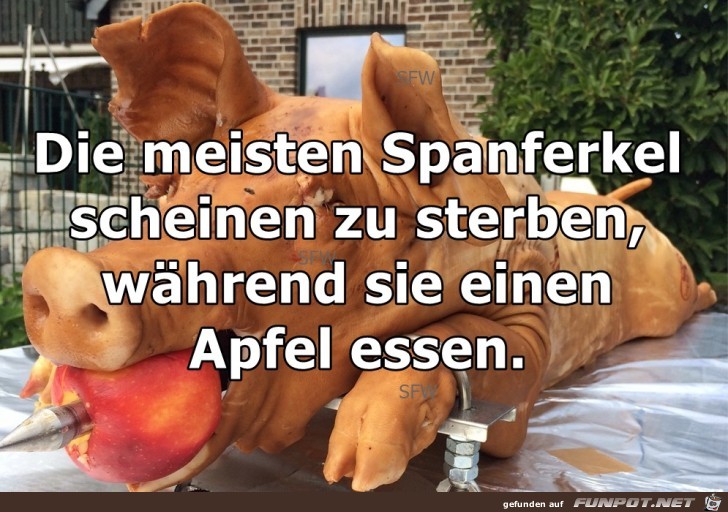 Die meisten Spanferkel Die meisten Spanferkel