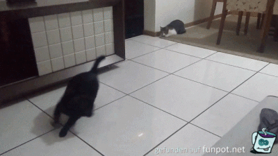 Katze verppeln