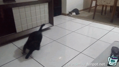 Katze veräppeln Katze veräppeln