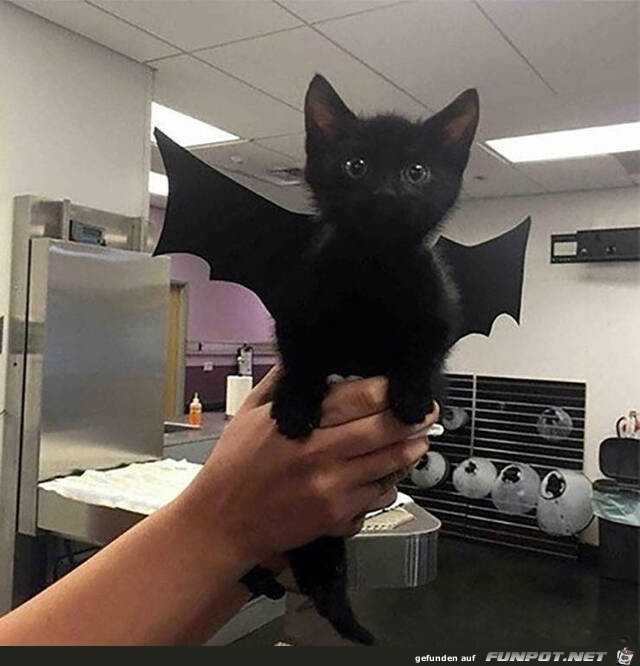 Gefährliche Katze Gefährliche Katze