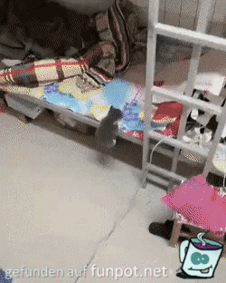 Süße kleine Katze Süße kleine Katze