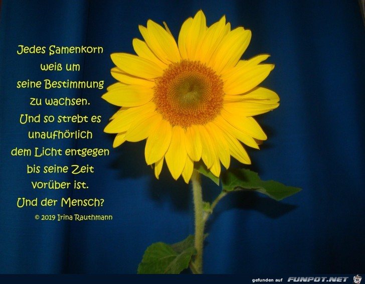 jedes Samenkorn jedes Samenkorn